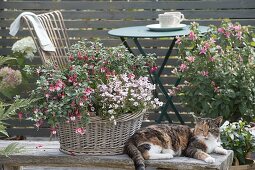 Basket planted for the shady balcony