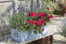 Blue-red planted wooden box-Pelargonium zonal Classic 'Atlantis'