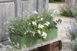 Grüner Holzkasten weiss bepflanzt : Pelargonium peltatum 'White Pearl'