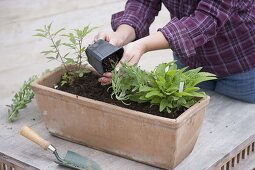 Plant terracotta boxes with perennials