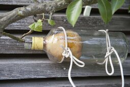 Placing pear into bottle for pear brandy