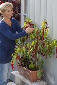 Sweet hot peppers 'Lombardo' (Capsicum annuum) in terracotta box