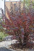 Physocarpus opulifolius 'Diabolo' (Dunkelrote Blasenspiere) in Herbstfärbung