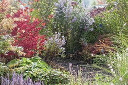 Verwunschene Gartenecke : Euonymus alatus