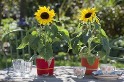 Tischdeko mit Helianthus annuus (Sonnenblumen), Töpfe mit rotem Filz