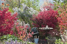 Verwunschene Gartenecke : kleiner Sitzplatz zwischen Euonymus alatus