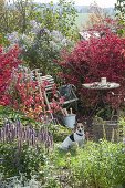 Verwunschene Gartenecke : kleiner Sitzplatz zwischen Euonymus alatus