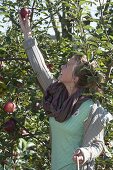 Woman at the apple harvest