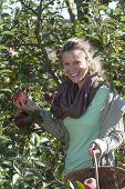 Woman at the apple harvest