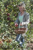 Woman at the apple harvest