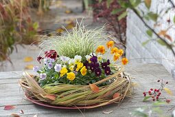 Viola cornuta 'Yellow', 'Purple', 'Primrose', 'Lavender', 'Orange', 'Red' (Horned violet)