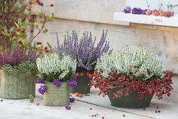 Calluna Garden Girls 'Helena' weiss, 'Hilda' lila, 'Nora' rot