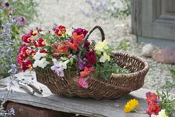 Korb mit frisch geschnittenen Antirrhinum (Löwenmäulchen)