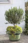 Green wooden bucket with herbs and vegetables