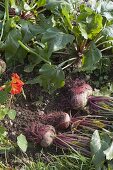 Rote Bete (Beta vulgaris) geerntet im Beet, Eissalat (Lactuca sativa)