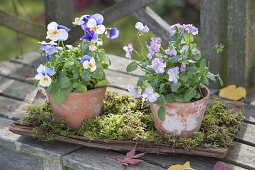 Viola cornuta in small terracotta pots with moss on bark