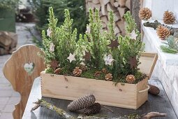 Prosecco-Holz-Kasten weihnachtlich bepflanzt mit Picea glauca 'Conica'