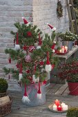 Rot - weiss geschmueckte Kiefer als lebender Weihnachtsbaum