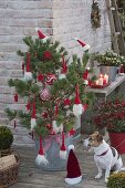 Rot - weiss geschmueckte Kiefer als lebender Weihnachtsbaum