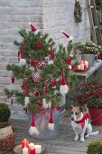 Red-white decorated pine tree as a living christmas tree