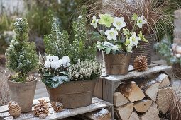 Copper pots with Helleborus niger, Picea glauca 'Conica'