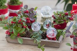 Holz-Tablett mit Gaultheria procumbens (Scheinbeeren), Schneekugeln