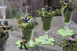 Oxalis deppei 'Iron Cross' (lucky clover) with moss in glasses