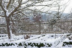 Verschneiter Bauerngarten mit Apfelbaum (Malus) und Zaun