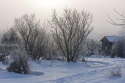 Track through the snowy garden, shrubs, perennials and grasses