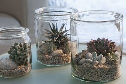 Succulents in preserving jars on gravel