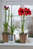 Hippeastrum (Amaryllis) knospig und in Blüte auf Fensterbank