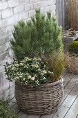 Basket with winter hardy planted Pinus, Skimmia japonica 'Kew White'
