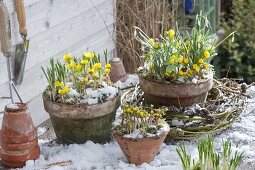 Topfarrangement mit Eranthis hyemalis (Winterlingen), Galanthus nivalis