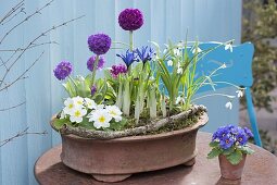 Small spring arrangement in terracotta pot primula denticulata