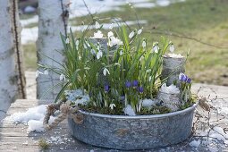 Zinkschale mit Galanthus nivalis (Schneeglöckchen) und Crocus