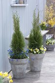 High gray tub planted with Thuja occidentalis 'emerald'