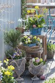 Spring terrace with Primula veris, Viola cornuta