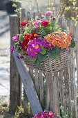 Basket with primula acaulis and ranunculus