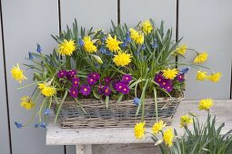 Korbkasten mit Narcissus 'Rip van Winkle' (Narzissen), Primula x pruhoniciana