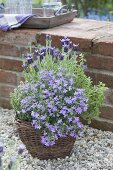 Herbs on gravel terrace at garden wall