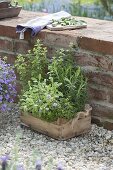 Herbs on gravel terrace at garden wall