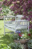 White bench under blooming malus, basket with viola cornuta