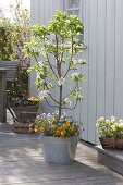 Plant dwarf pear in large zinc tubs