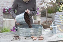 Grow radish in a zinc pan