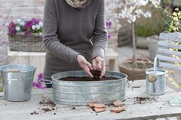 Grow radish in a zinc pan