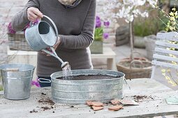 Grow radish in a zinc pan