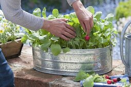 Grow radish in a zinc pan