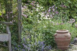 Aquilegia (Akelei) mit Lychnis coronaria (Vexiernelke) und Nepeta