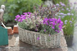 Duftender Korb mit Dianthus gratianopolitanus 'Eydangeri' (Pfingst-Nelken)