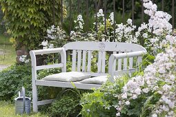 White bench between Hesperis matronalis 'Alba'